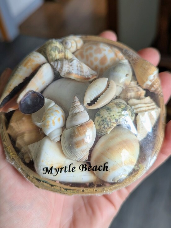 Other - Myrtle Beach Decorative Shell Souvenir